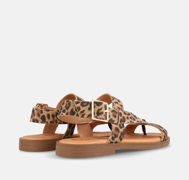 ARIELA LEOPARDO-2