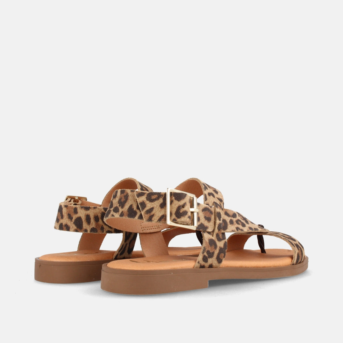 ARIELA LEOPARDO-2