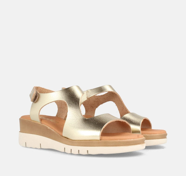 ALLEN GRAIN CHAMPAN-1